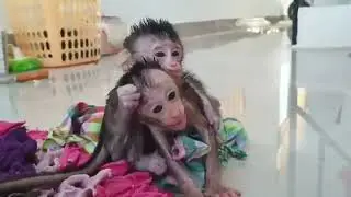 Baby monkey angry