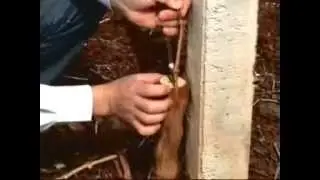 تطعيم عنب درعا المهندس خلدون الغزالي grape grafting