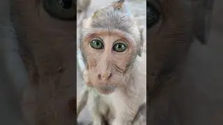 cute Jude#shorts #monkey