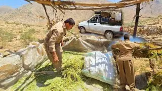 🏕️🌾 A Simple Yet Tough Life | A Day with Iranian Nomads Gathering Roof Grass 🌿🏔️