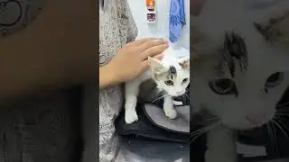 A stray cat is being sterilized at a veterinary clinic. #cat #homelesscat #streetcats #shorts