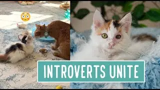 Introverts Unite — Bread and Butter 🍞🧈