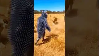 Tribes Wear Spiked Armor to Survive Lion Attacks 😱 | Real Jungle Survival