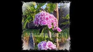 Spring Garden Update 2020