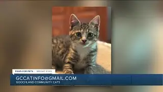 Paws for Pets: Bright Eyes, a petite kitten who is energetic & loves being held!