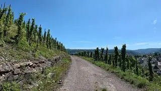 30 minute Indoor Cycling Workout Saar River and Vineyards 🚴‍♂️🌞💚🍷 4K Video