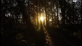 Soft Summer Evening Ambiance for Relaxation and Sleep - 3 Hours