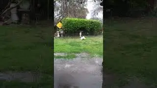 Shih_Poo Plays Soccer in California Rain Storm