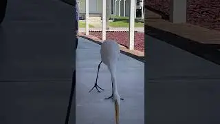 Majestic Great White Egret Bird