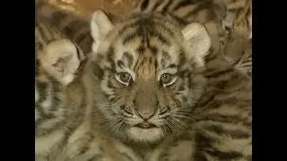 Manchurian Tiger Quintuplets to Meet Visitors in Zoo During Spring Festival