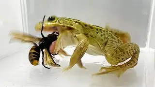 Pond frog preys on a giant hornet / トノサマガエルはオオスズメバチを捕食する
