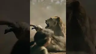 SHOCKING! 😱 Lion Jumps In to Save Little Girl from Vulture Attack! 🦁👧🦅