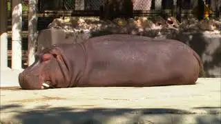 Animal atlas Season 4 Episode 1 Thirty MPH