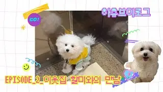 강아지 브이로그 | 세대초월🐾하츄의 첫 강아지친구