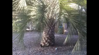 Palm tree garden in my London home late August 2025 update
