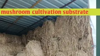 Mushroom cultivation best substrate