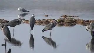Grey Heron, Airone cenerino (Ardea cinerea)