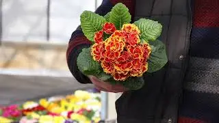 Primula Ambie, Rambo and our famous specials!