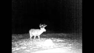 Deer in my yard