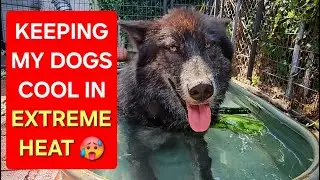 Don't Let Your Dog Overheat! Easy Ways to Keep Pups Cool