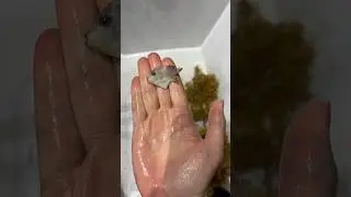Находим мальков рыбок 🐠 в ВОДОРОСЛЯХ!🤯