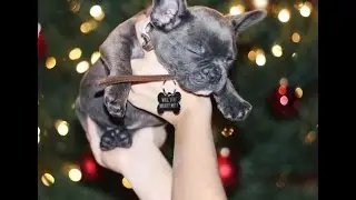 Christmas Surprise of a Puppy AND a Proposal (this is amazing!!)