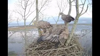 Valentijnsdag op het zeearend nest in de Alde Feanen
