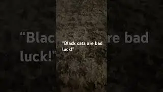 &ldquo;Bad luck&rdquo; #cats #cat #freddyfazbear #funny #pets #animals #youtube
