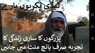 Teddy goats farming| teddy goat feasibility | teddy bakra farming in Pakistan | Farming Tips