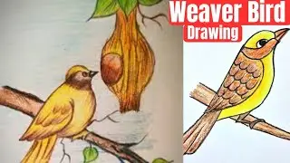 Weaver Bird Drawing Easy Step by Step|Pencil Sketch For Beginners|Tanis Artworks|