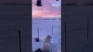 The most beautiful dog and sunrise ever!