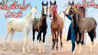Mushkian Wacherian For Sale | Desi Horse Farm | Horse For Sale In Pakistan | Horse Market 