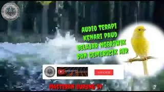 Terapi Masteran Kenari Paud Belajar Ngeriwik + Gemericik Air