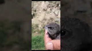 Rescuing a scope owl 🦉and a swift bird🐦. Rescate de un autillo y un vencejo.😊 Sanabria, Spain.
