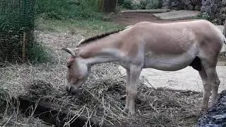 Vandalor zoo