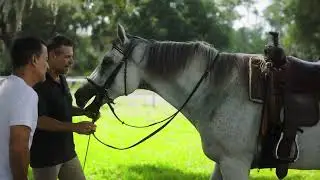WJL Equestrian Training