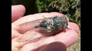 cicadas, cigales sound effect