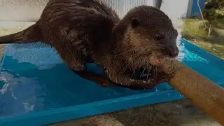Great relaxing time for Otter Asa