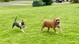Pitbull Meets Pitbull Puppy | Playing In The Rain
