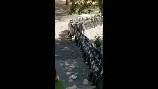 A fierce riot 