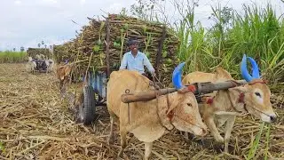 Bullock Carts Mud Ride | Bullock Carts Heavy Load Mud Ride