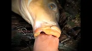 Big carp 