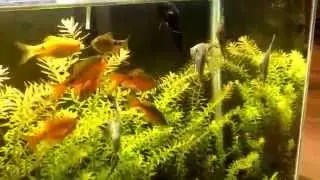 55 gallon Rosy Barb tank update!