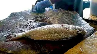 Cutting Mangrove Jack Fish | Fish Cutting Skills