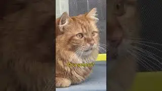 Это самый расслабленный кот на свете или плюшевая игрушка?