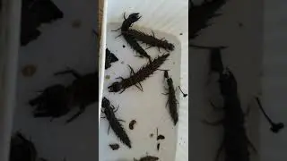 Hellgrammites, larva stage of Dobson Fly