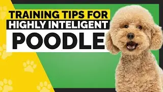 How to Train Your Poodle Like a Pro?