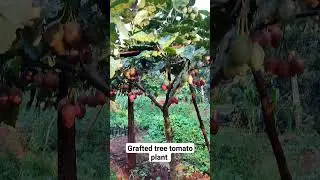 grafted tree tomato plants