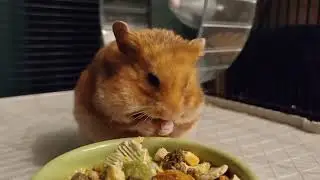 Ajax the mighty round ginger hamster munching