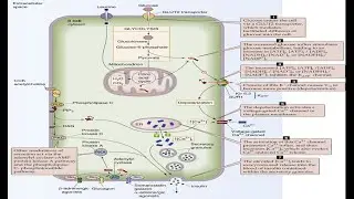 Glucose Absorption Pathway in Intestines. Pancreatic Beta Cell Insulin Release Pathway.
